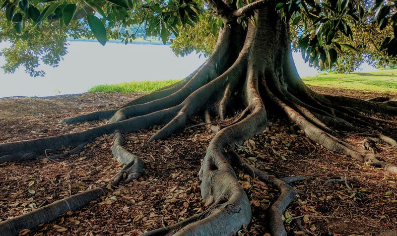 Tree Watering: A How-To Guide