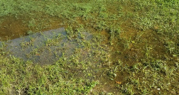 STOP OVER-WATERING YOUR LAWN