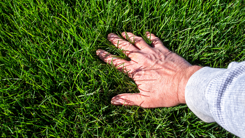 Lawn Care Tips for Winter