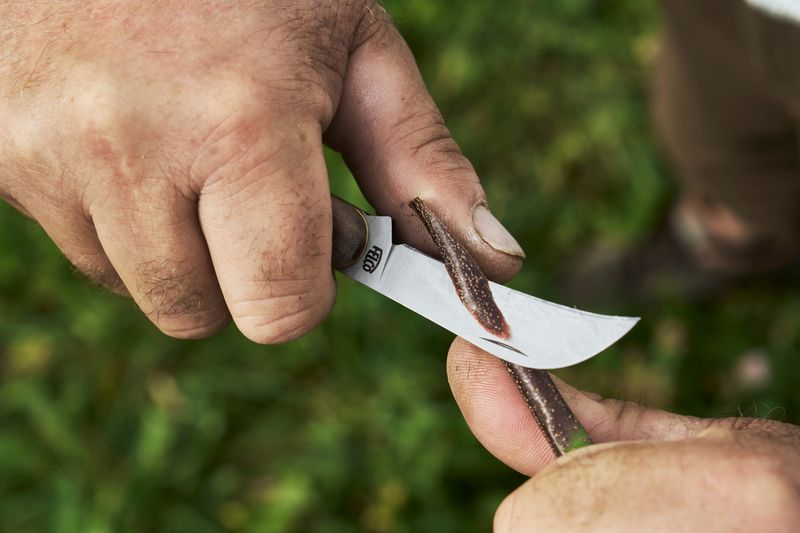 FELCO 511 Pruning and Grafting Knife